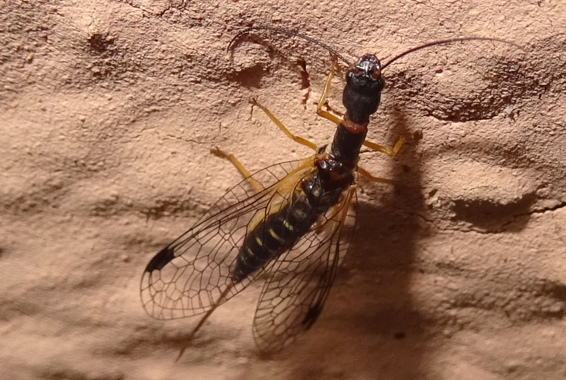 Parainocellia bicolor o crassicornis - Inocellidae